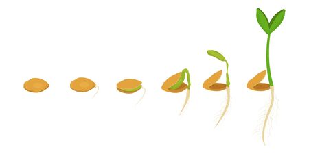 Process of growing plant from seed to stem. Six stages of process. Isolated on white background stock vector illustrationのイラスト素材
