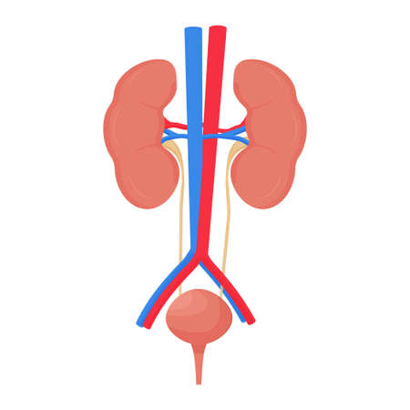 Human urine system, kidney and bladder with vien isolated on white background, organ model stock vector illustration isolated on white background. Vector illustrationのイラスト素材