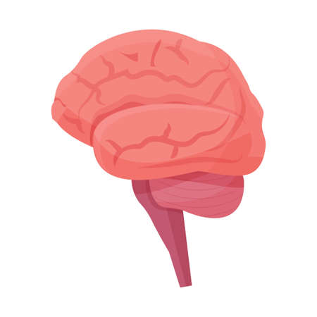 Human brain, organ isolated on white background. detailed mind system stock vector illustration....