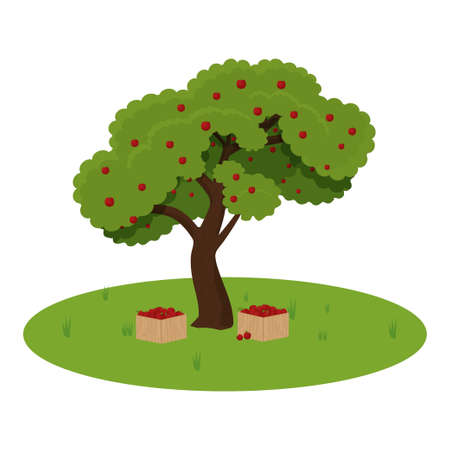 Apple tree detailed, colorful isolated on white background stock vector illustration. Organic fruits, harvest, gardening conceptのイラスト素材