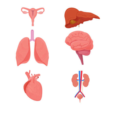 Set, collection human Internal Organs isolated on white background. Woman reproduction system, liver, lungs, brain, heart and kidneys stock vector illustrationのイラスト素材