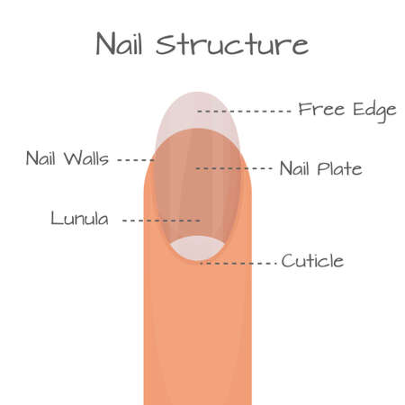 Structure of nail closeup view, medical education scheme isolated on white background. . Vector illustrationのイラスト素材