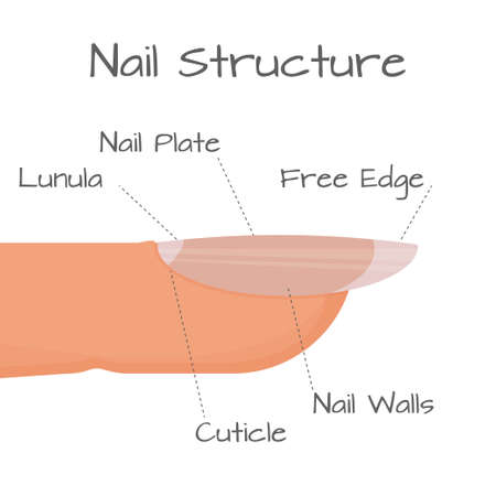 Structure of nail closeup view, medical education scheme isolated on white background. . Vector illustrationのイラスト素材