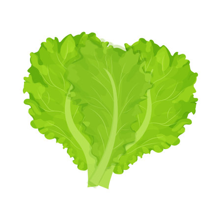Lettuce leaves detailed, bright drawing isolated on white background. Nutrition vegetable, raw product. Design element for advertising, promotion, menu or decoration. Vector illustrationのイラスト素材