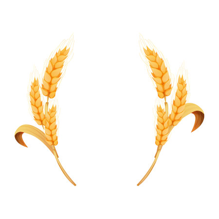 Wreath from spikelet, frame, border golden color wheat circle in cartoon style isolated on white background. For bakery, tags or labelsのイラスト素材