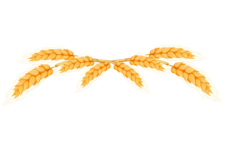 Wreath border from spikelets, golden color wheat horizontal frame in cartoon style isolated on white background. For bakery, tags or labelsのイラスト素材