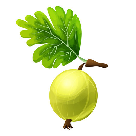 Gooseberry juicy plant in cartoon style isolated on white background.のイラスト素材