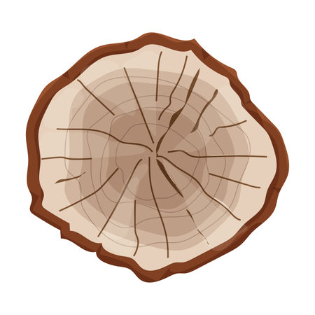 Cross section of tree stump in doodle style, textured aged log isolated on white background.のイラスト素材