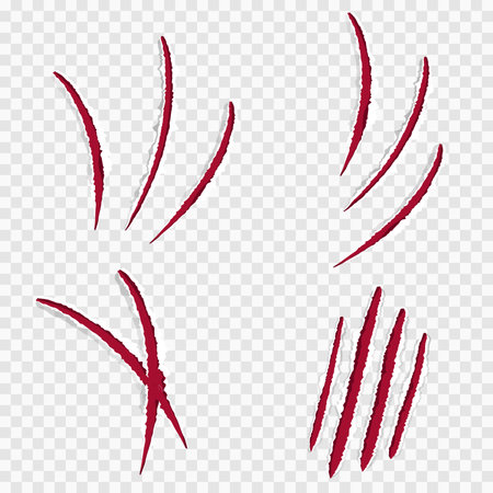 Cat claws red scratches, torn paper edge isolated on transparent background realistic. Damaged surface textured holes.のイラスト素材