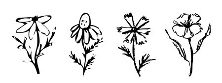 Summer abstract wild flowers, crayon ink drawing, chalk textured floral hand drawn. Charcoal sketch, trendy minimal tattooのイラスト素材