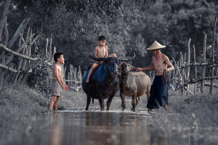 Children riding water buffalo on his father laughed happily.のeditorial素材