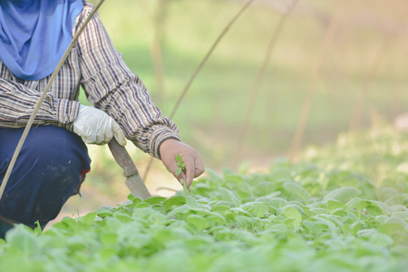 Tobacco farmers in the Upper East region.の写真素材