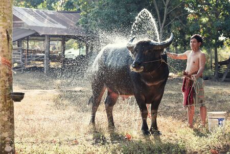 Buffalo showerのeditorial素材