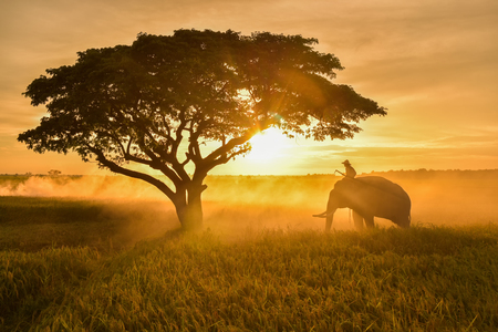 Asian farmers harvest rice in rice fields with Thai elephants in the sky, sunlight, beautiful light from the sun.の写真素材