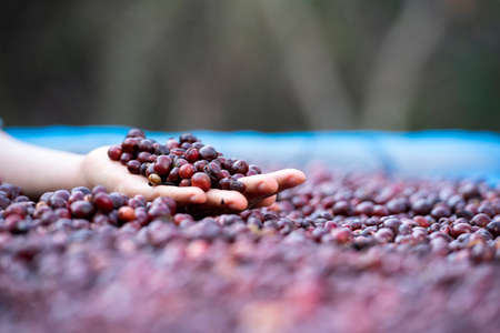 View of Arabica berry coffee harvesting with Robusta young farmer and Arabica berry coffee with...