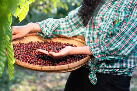 An unidentified coffee farmer is harvesting coffee berries at a coffee plantation with fresh, organic coffee beans.の写真素材