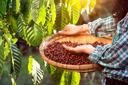 An unidentified coffee farmer is harvesting coffee berries at a coffee plantation with fresh, organic coffee beans.の写真素材