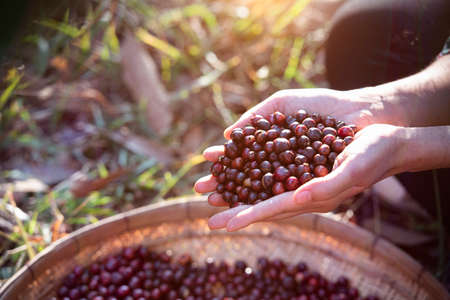 View of Arabica berry coffee harvesting with Robusta young farmer and Arabica berry coffee with...