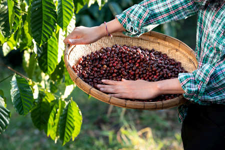 An unidentified coffee farmer is harvesting coffee berries at a coffee plantation with fresh, organic coffee beans.の写真素材
