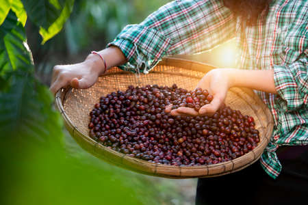 An unidentified coffee farmer is harvesting coffee berries at a coffee plantation with fresh, organic coffee beans.の写真素材