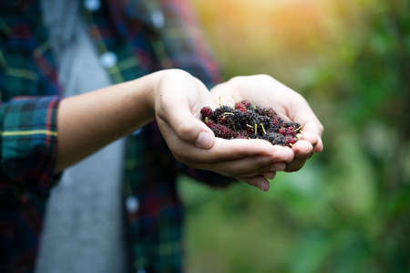 Fresh ripe mulberry berries On the female farmer's hand - fresh mulberry, black ripe mulberry and red ripe mulberry on the branches.の写真素材