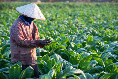 Tobacco growers use a mobile-based Internet master data network to validate, test and select new cropping methods. Tobacco farmingの写真素材