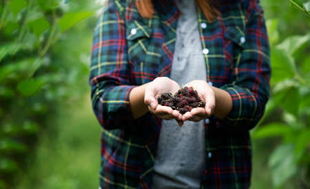 Fresh ripe mulberry berries On the female farmer's hand - fresh mulberry, black ripe mulberry and red ripe mulberry on the branches.の写真素材