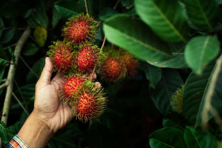 Fresh Thai rambutan with leaves in hand Ready-to-eat Asian rambutanの写真素材