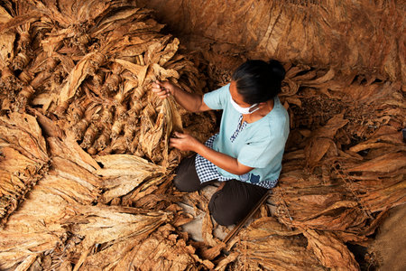Asian Farmer Planting Tobacco Dry Leaves Close-up background High quality dried big leaf tobacco.の写真素材