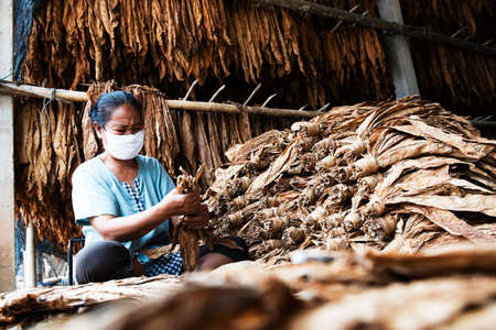 Asian Farmer Planting Tobacco Dry Leaves Close-up background High quality dried big leaf tobacco.の写真素材