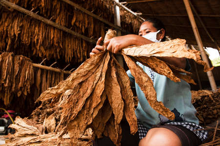 Asian Farmer Planting Tobacco Dry Leaves Close-up background High quality dried big leaf tobacco.の写真素材