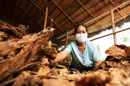 Asian Farmer Planting Tobacco Dry Leaves Close-up background High quality dried big leaf tobacco.の写真素材