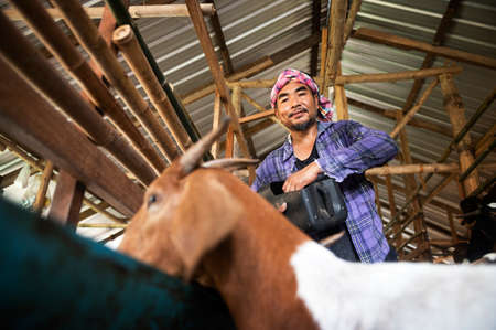 A farm worker or a farm owner raising young goats in a farmhouse. In the background, the goat pet...