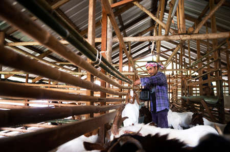 A farm worker or a farm owner raising young goats in a farmhouse. In the background, the goat pet stands and eats.の写真素材