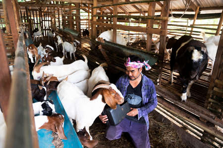 A farm worker or a farm owner raising young goats in a farmhouse. In the background, the goat pet stands and eats.の写真素材