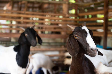 goat on family farm . Portrait of a goat on a farm in the village. Beautiful goat posing.の写真素材