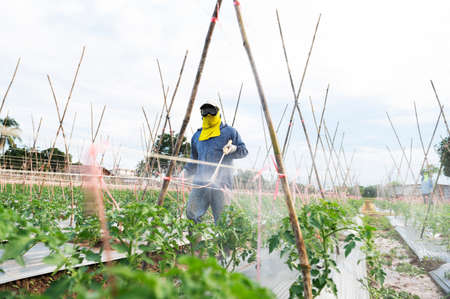 Farmers apply pesticides to potato plants, fertile green leaves, healthy leaves on potato plantings, people with personal protective equipment for pesticide use,の写真素材