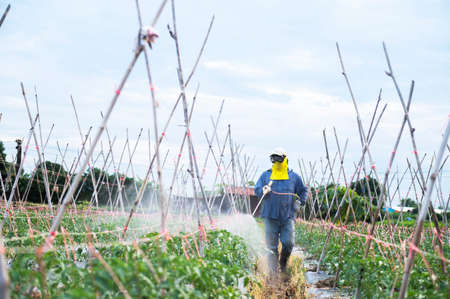 Farmers apply pesticides to potato plants, fertile green leaves, healthy leaves on potato plantings,...