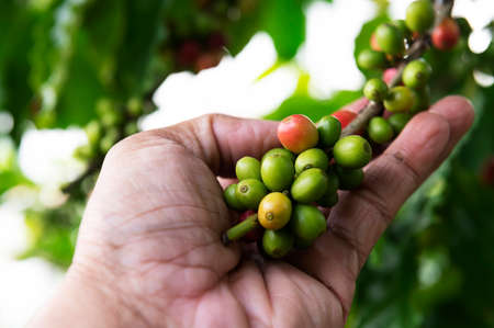 arabica coffee berries with agriculturist handsRobusta and arabica coffee berries with agriculturist hands, Gia Lai, Vietnamの写真素材