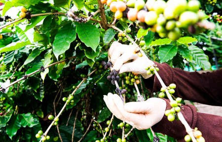 arabica coffee berries with agriculturist handsRobusta and arabica coffee berries with agriculturist hands, Gia Lai, Vietnamの写真素材