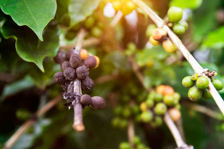 arabica coffee berries with agriculturist handsRobusta and arabica coffee berries with agriculturist hands, Gia Lai, Vietnamの写真素材