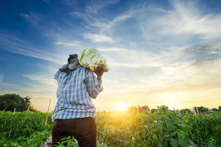 Big chili by farmers and workers planting peppers in vegetable gardens in rural Asiaの写真素材