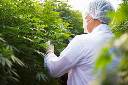 Plant scientists work on an agricultural farm to grow indoor medical cannabis. American marijuana growers hold marijuana in hand.の写真素材