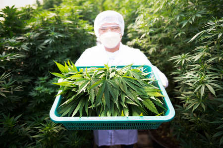 Plant scientists work on an agricultural farm to grow indoor medical cannabis. American marijuana growers hold marijuana in hand.の写真素材