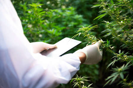 Plant scientists work on an agricultural farm to grow indoor medical cannabis. American marijuana...