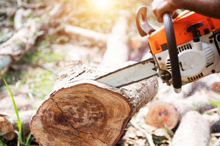 A lumberjack saw a tree with an electric chainsaw to make logs for lumber mills.の写真素材