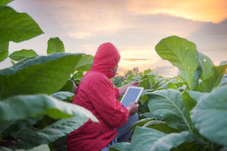 Farmers use the internet from their mobile devices to check tobacco, test and choose new cropping...