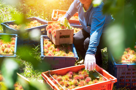 Top view of female farmer holding a pile of rambutan from organic farming. Green rambutan plantation. Working concept of organic rambutan farmer.の写真素材