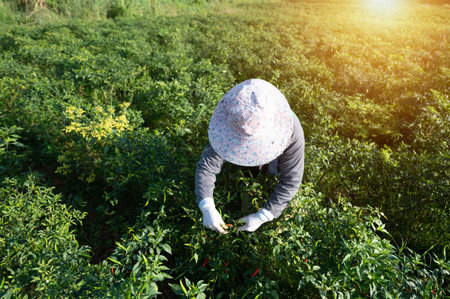 Red pepper agriculture harvesting red peppers in an Asian agricultural chili farm.の写真素材