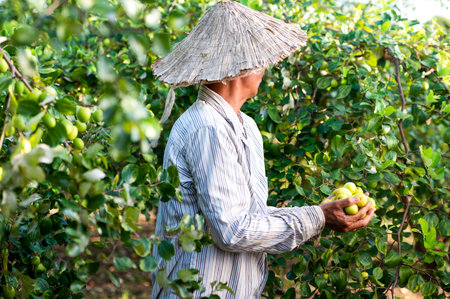 Agricultural Jujube Farm Chinese date palm, Asian agriculture surrounded by jujube tree at orchardの写真素材